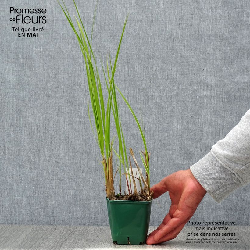 Spartina pectinata Aureomarginata Vasetto da 8/9 cm esemplare consegnato in primavera