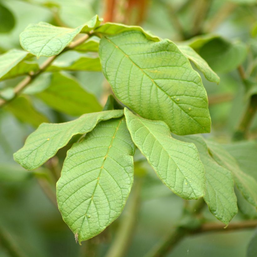 Spathodea campanulata (Fogliame)