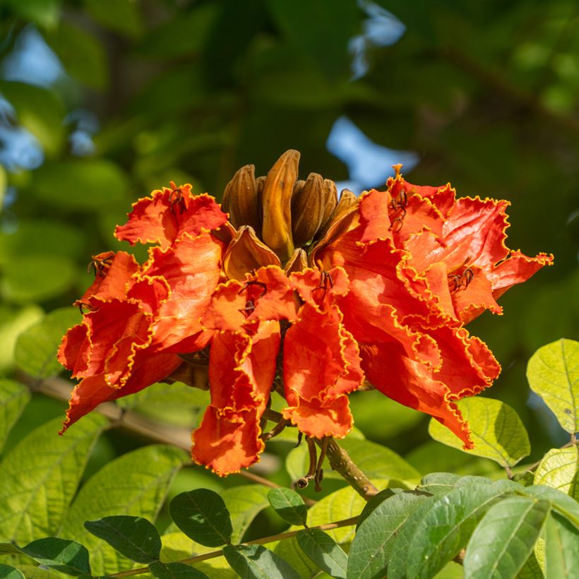 Spathodea campanulata (Fioritura)