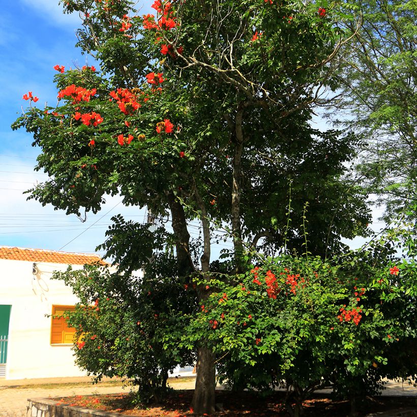 Spathodea campanulata (Porto)