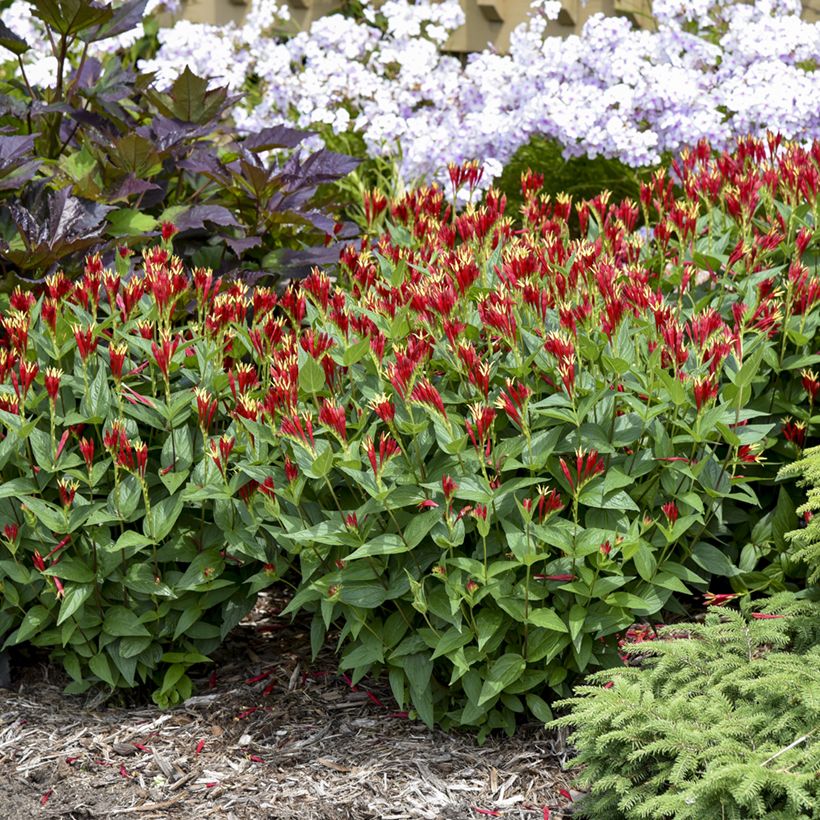 Spigelia marilandica Little Red Head - Spigélie du Maryland (Porto)