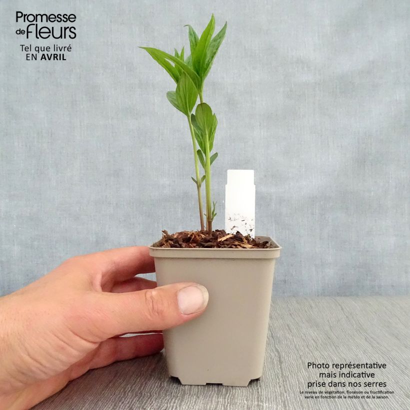 Example of Spigelia marilandica Spigelia marilandica Vasetto da 8/9 cm as you get in printemps