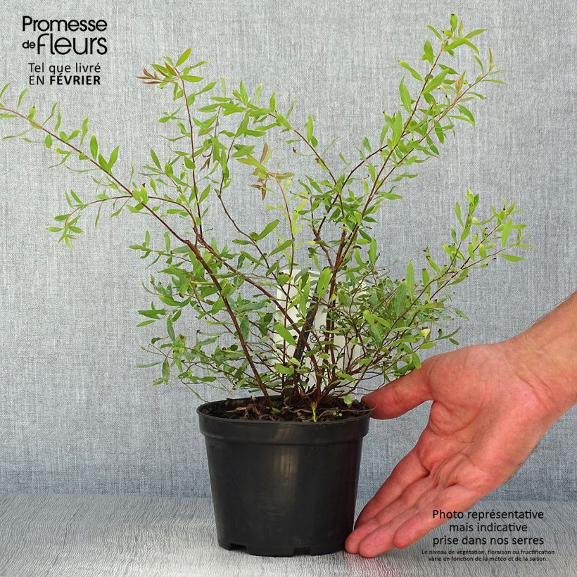Esemplare di Spirea arguta Alba Vaso da 1L/1,5L come consegnato in autunno