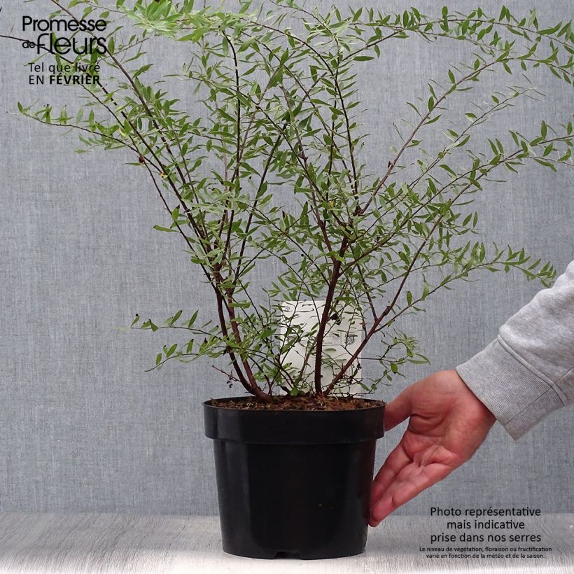 Esemplare di Spirea arguta Alba Vaso da 3L/4L come consegnato in autunno