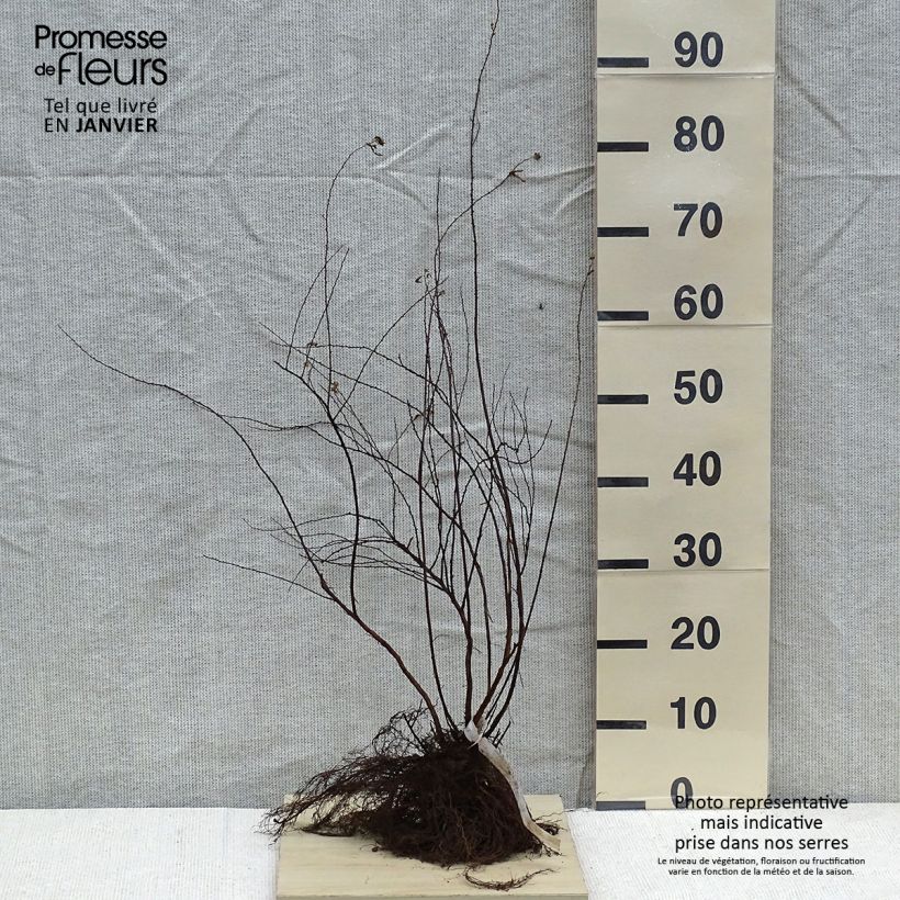 Spirea arguta Alba Piante piccole a radice nuda esemplare consegnato in inverno