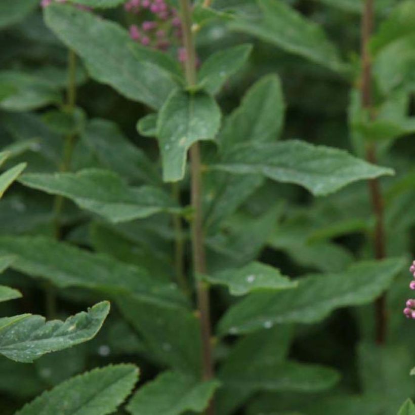 Spirea billiardii (Fogliame)