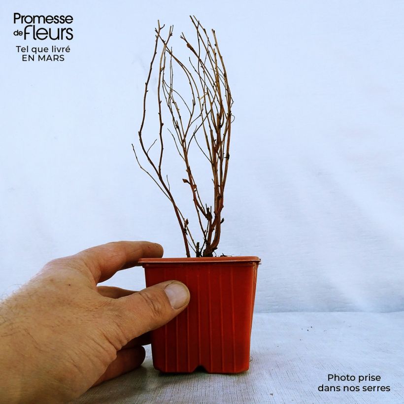 Spirea billiardii Vasetto da 8/9 cm esemplare consegnato in primavera