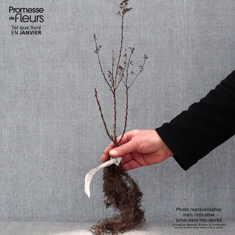 Spirea billiardii Piante piccole a radice nuda esemplare consegnato in inverno