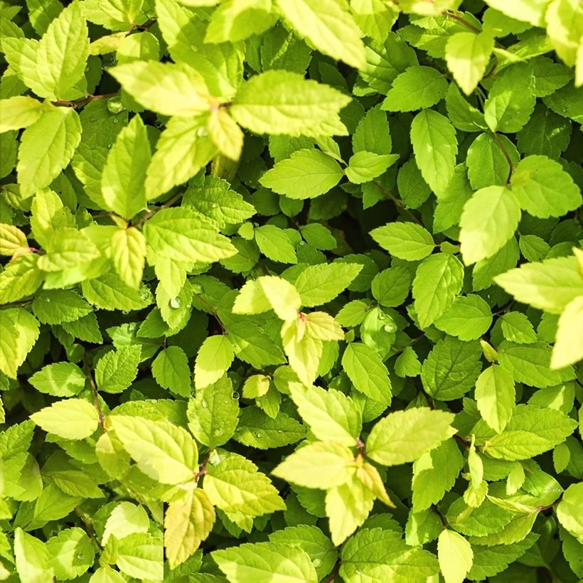 Spirea chamaedryfolia - Spirea a foglie d'olmo (Fogliame)