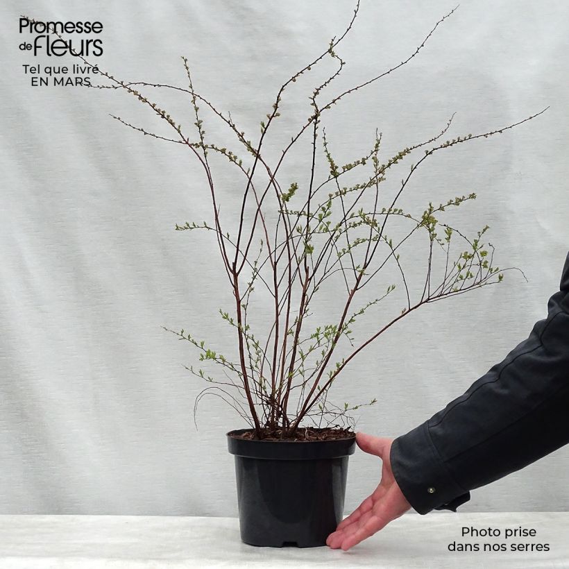 Spirea cinerea Graciosa Vaso da 2L/3L esemplare consegnato in primavera