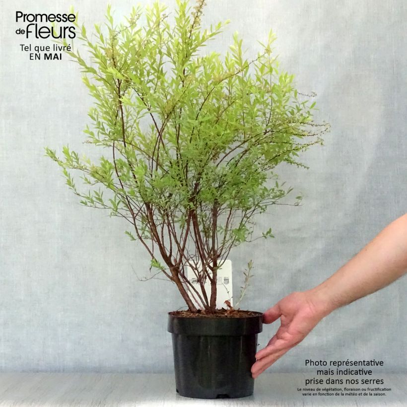 Spirea cinerea Grefsheim Vaso da 3L/4L esemplare consegnato in primavera