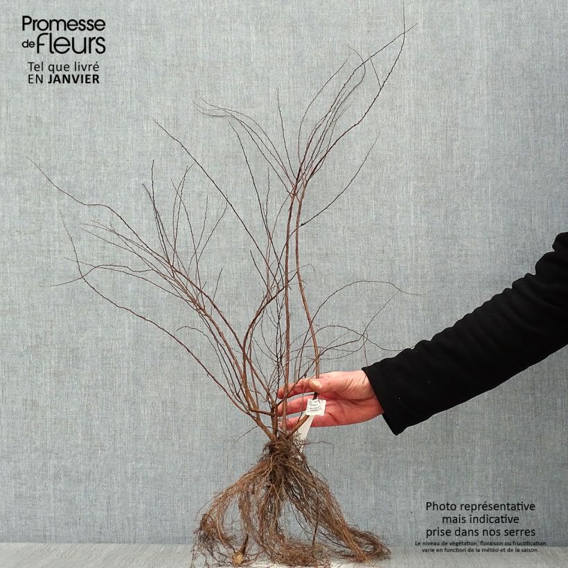 Spirea cinerea Grefsheim Piante piccole a radice nuda esemplare consegnato in inverno