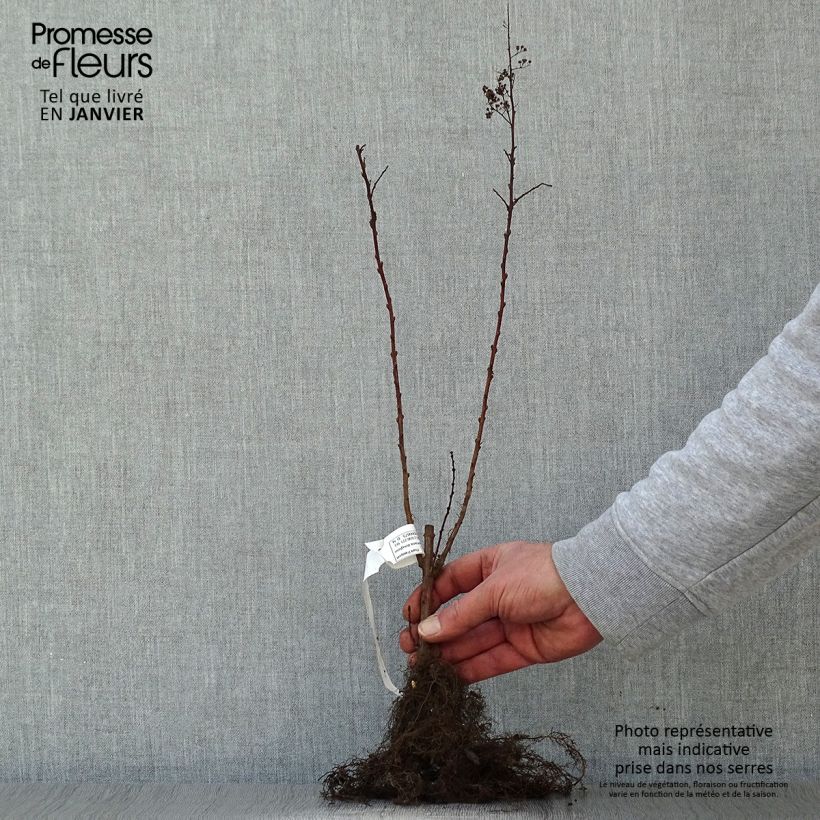 Spirea douglasii Piante piccole a radice nuda esemplare consegnato in inverno