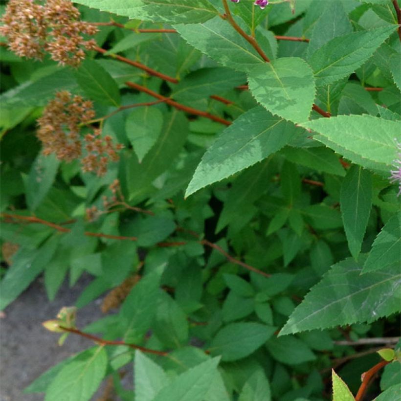 Spirea japonica Double Play Artist - Spirea del Giappone (Foliage)