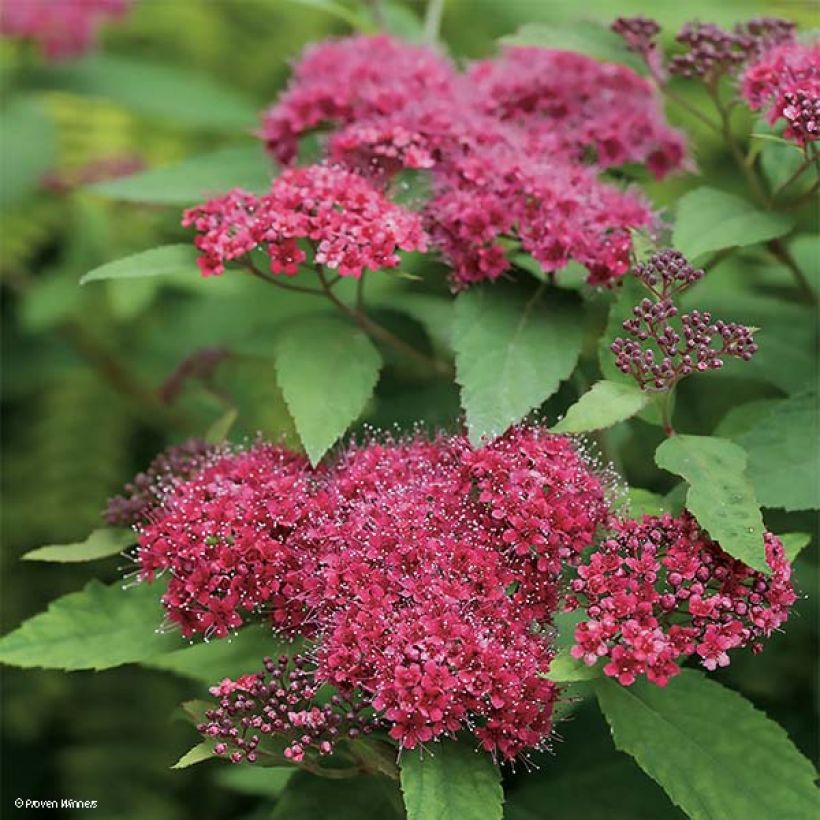 Spirea japonica Double Play Red - Spirea del Giappone (Fioritura)