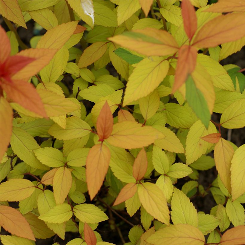 Spirea japonica Magic Carpet - Spirea del Giappone (Foliage)