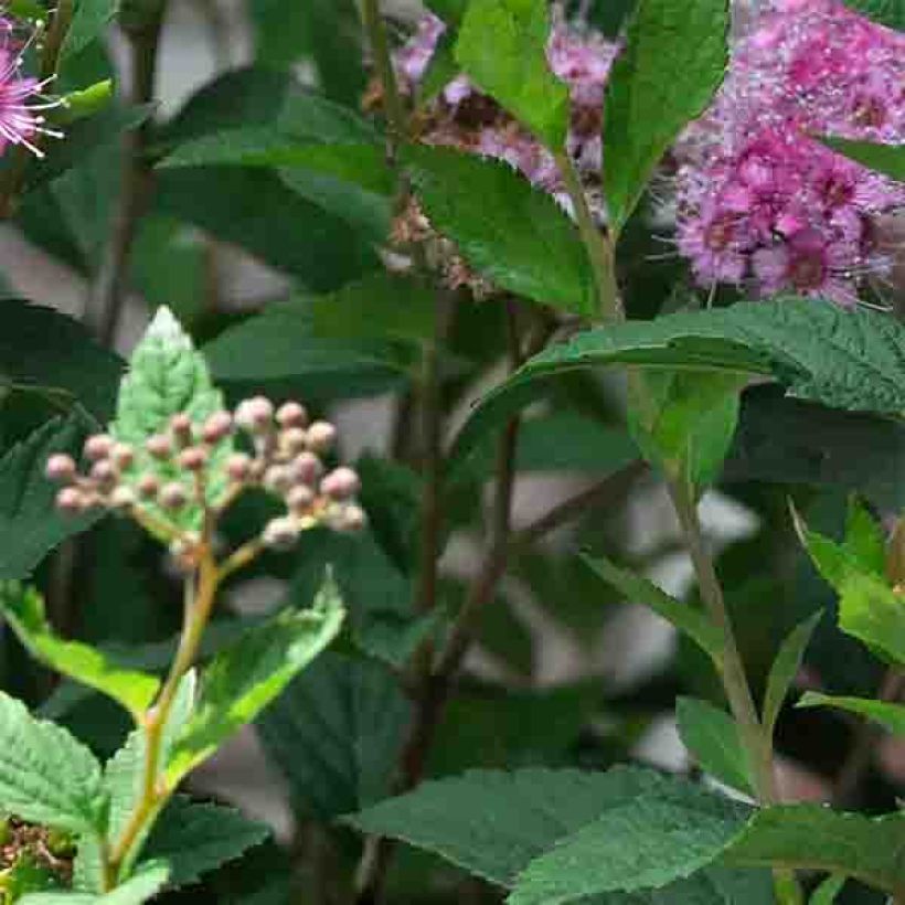 Spirea japonica Shirobana Genpei - Spirea del Giappone (Foliage)