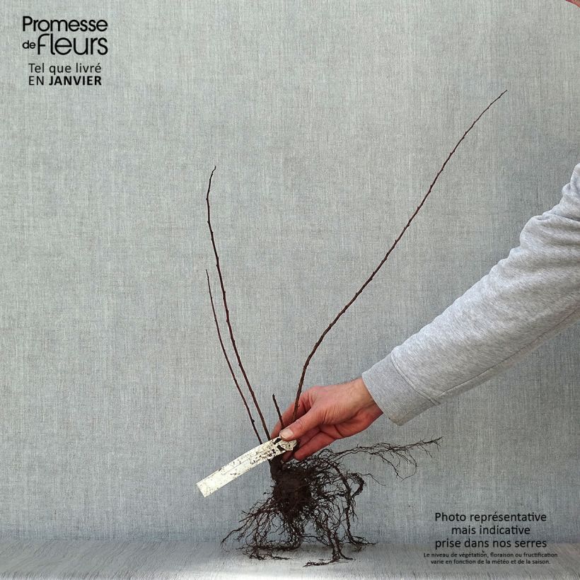 Example of Spirea nipponica June Bride Piante piccole a radice nuda as you get in hiver