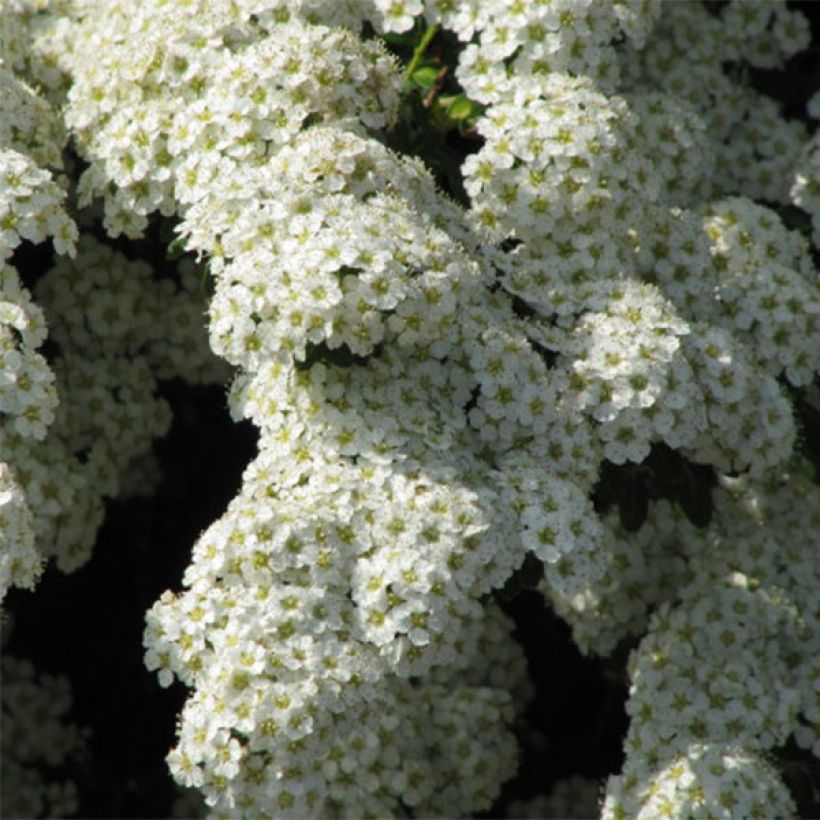 Spirea nipponica Snowmound (Flowering)
