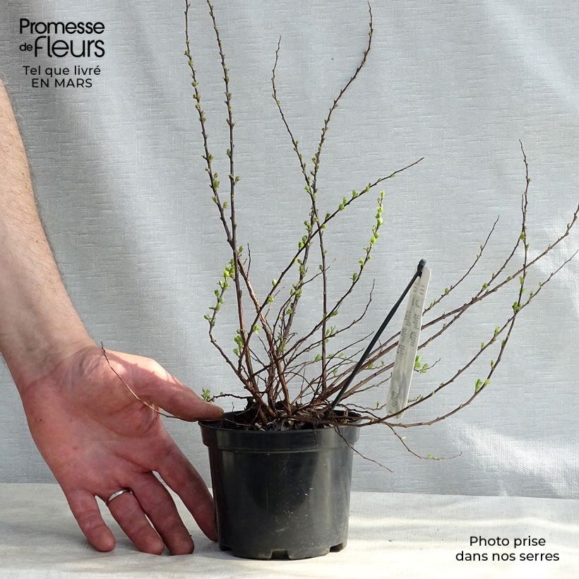 Example of Spirea nipponica Snowmound Vaso da 1L/1,5L as you get in printemps