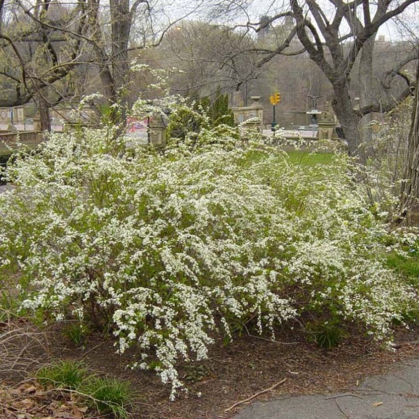 Spirea prunifolia Plena (Plant habit)