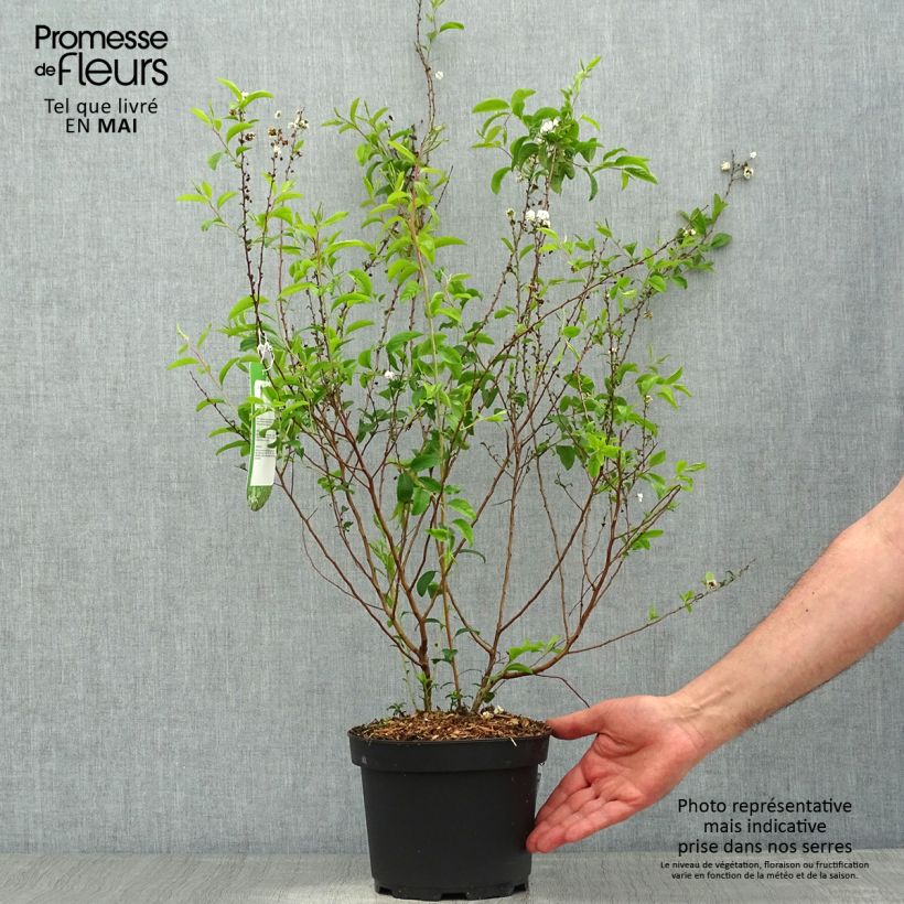 Example of Spirea prunifolia Plena Vaso da 2L/3L as you get in printemps