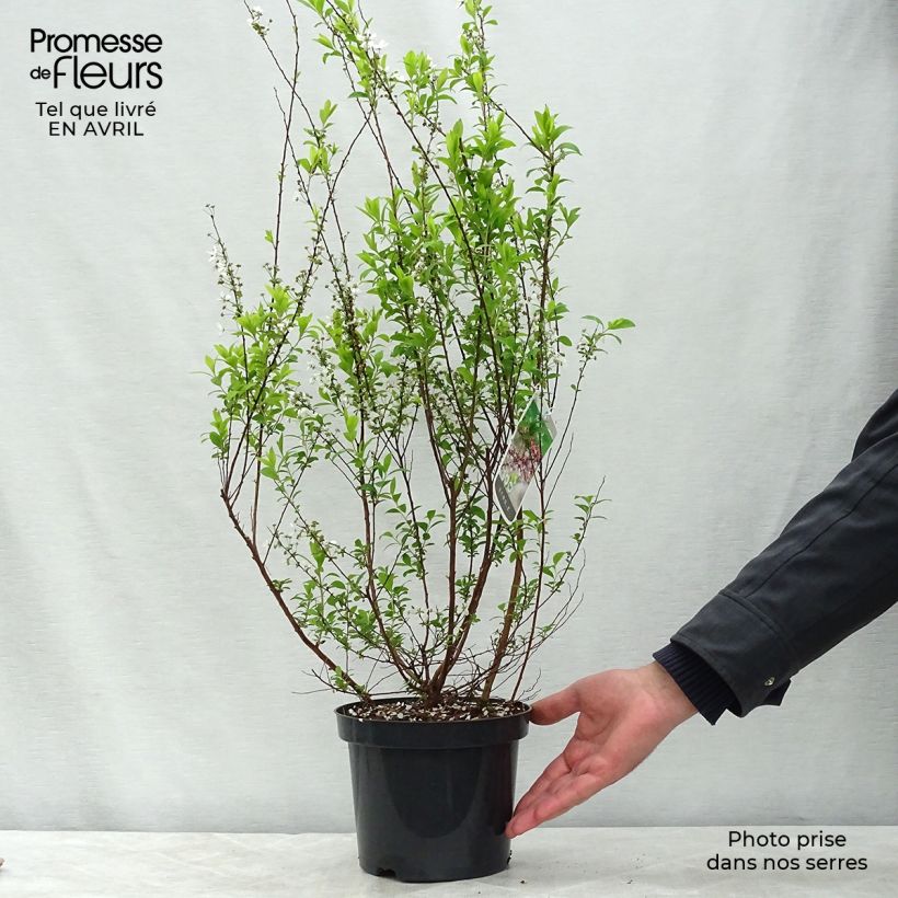 Example of Spirea thunbergii Fujino Pink Vaso da 3L/4L as you get in printemps