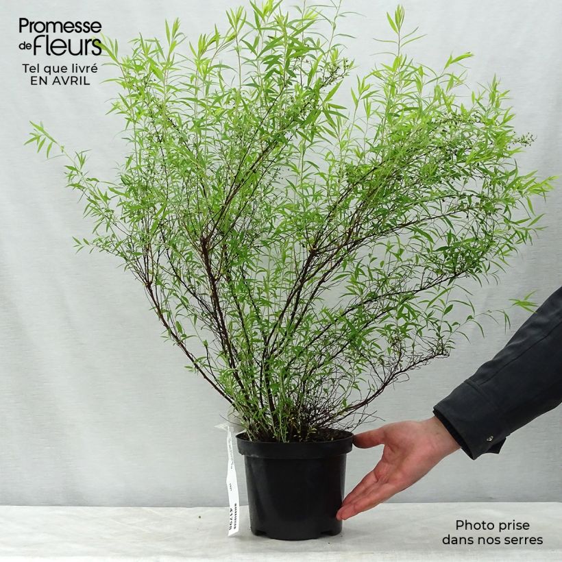 Example of Spirea thunbergii Vaso da 3L/4L as you get in printemps
