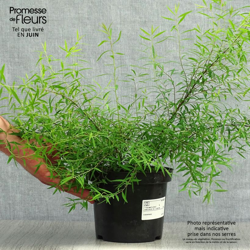 Esemplare di Spirea thunbergii Vaso da 3L/4L consegnato in estate