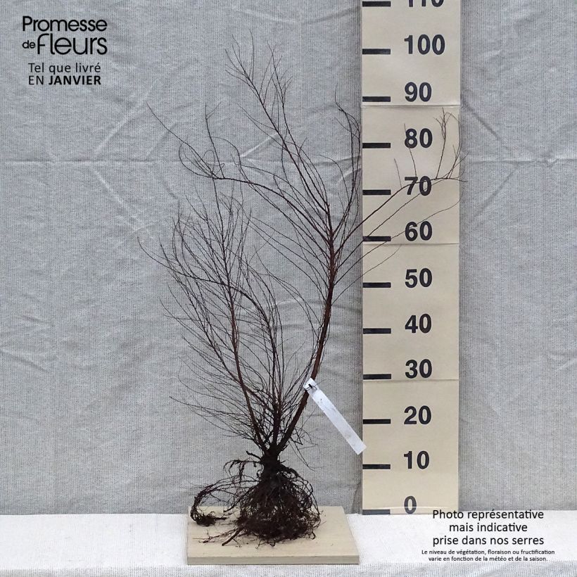 Example of Spirea thunbergii Piante piccole a radice nuda as you get in hiver