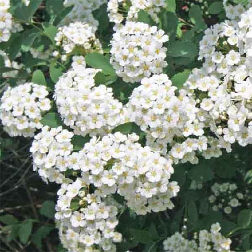 Spirea vanhouttei - Spirea bianca (Flowering)