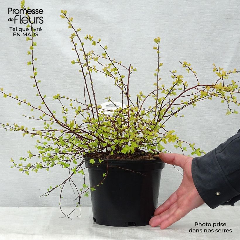 Spirea vanhouttei Gold Fountain - Spirea bianca Vaso da 3L/4L esemplare consegnato in primavera