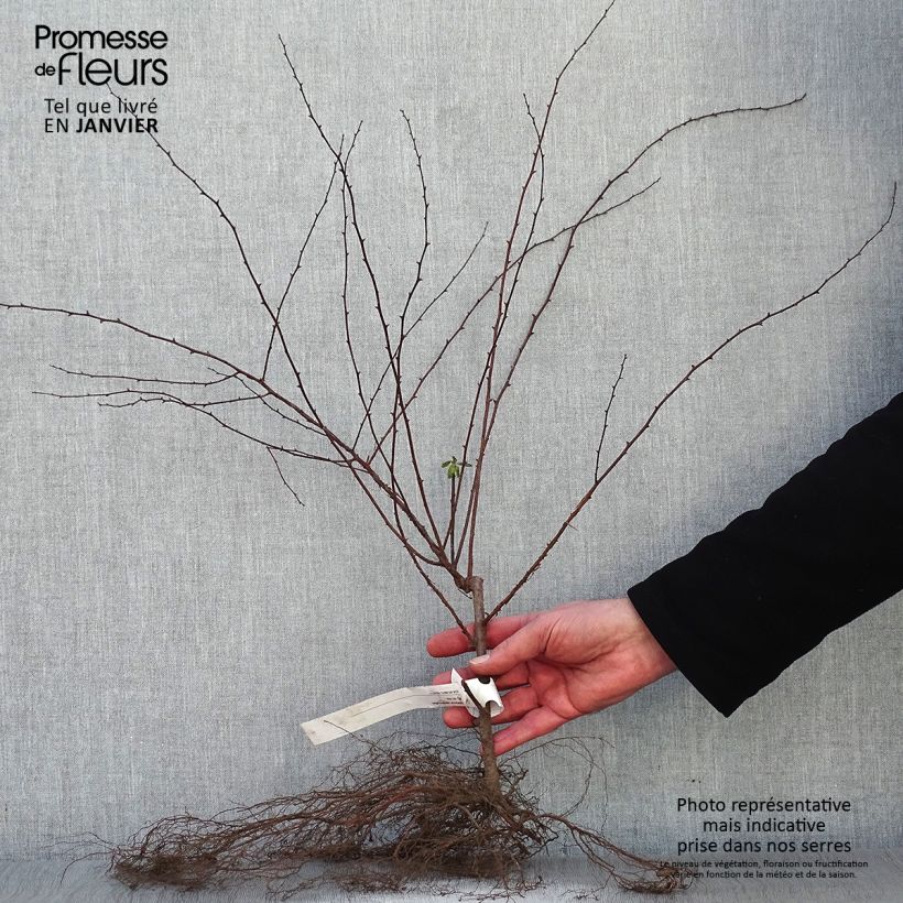 Example of Spirea vanhouttei - Spirea bianca Piante piccole a radice nuda as you get in hiver