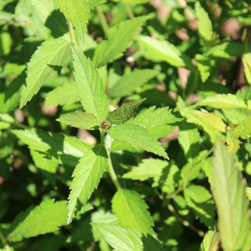 Spirea japonica Darts Red - Spirea del Giappone (Fogliame)