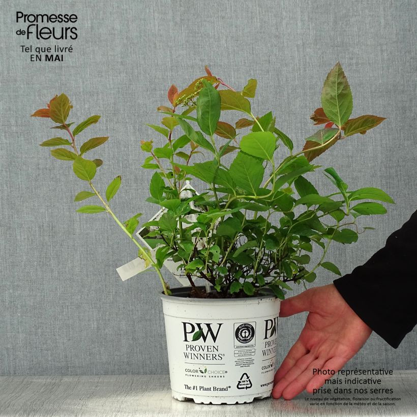 Example of Spirea japonica Double Play Kazoo - Spirea del Giappone Vaso da 2L/3L as you get in printemps