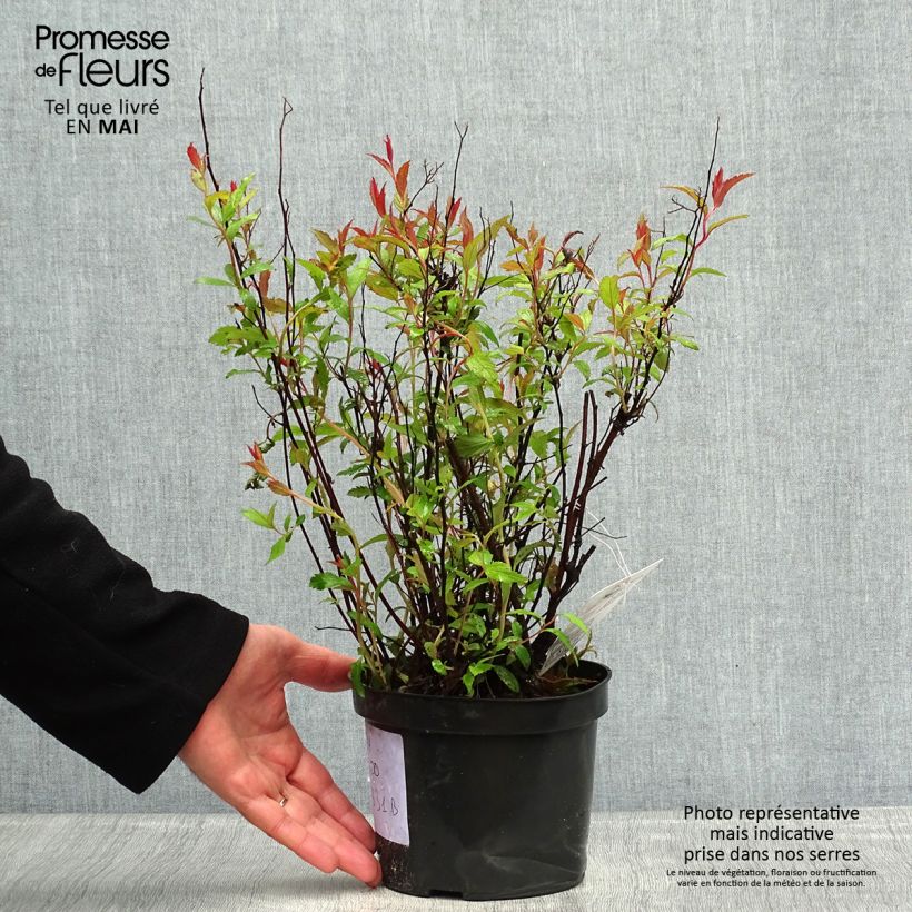 Spirea japonica Neon Flash - Spirea del Giappone Vaso da 2L/3L esemplare consegnato in primavera