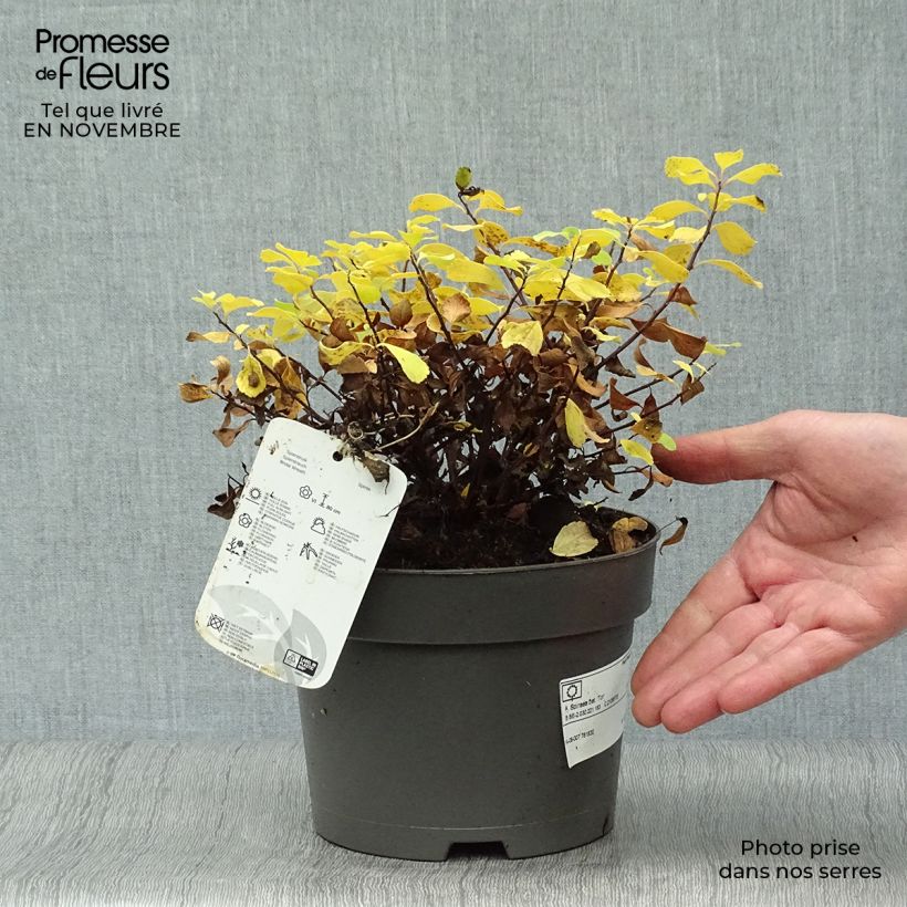 Esemplare di Spirea betulifolia Tor Vaso da 3L/4L come consegnato in autunno