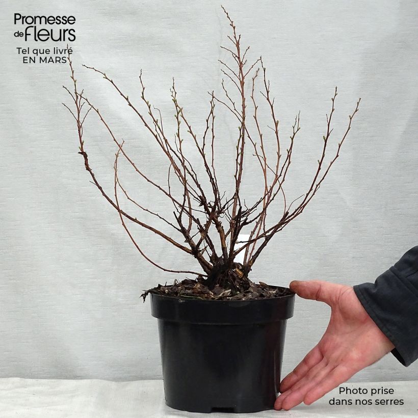 Example of Spirea betulifolia Tor Vaso da 3L/4L as you get in printemps