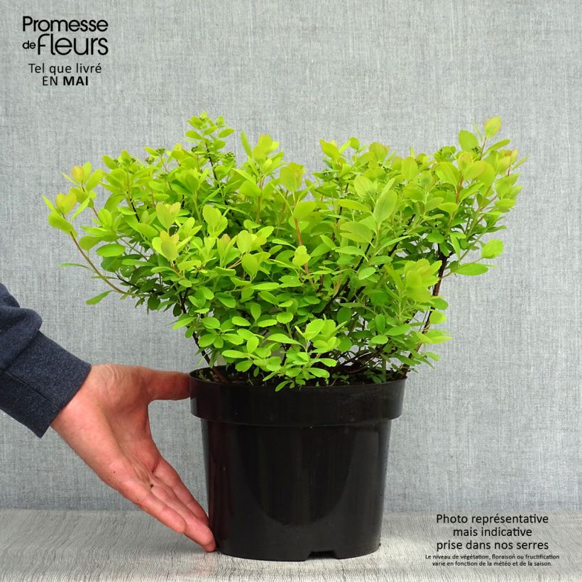 Example of Spirea betulifolia Tor Gold Vaso da 3L/4L as you get in printemps