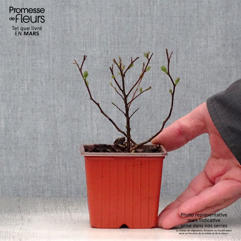 Example of Spirea betulifolia Tor Vasetto da 8/9 cm as you get in printemps