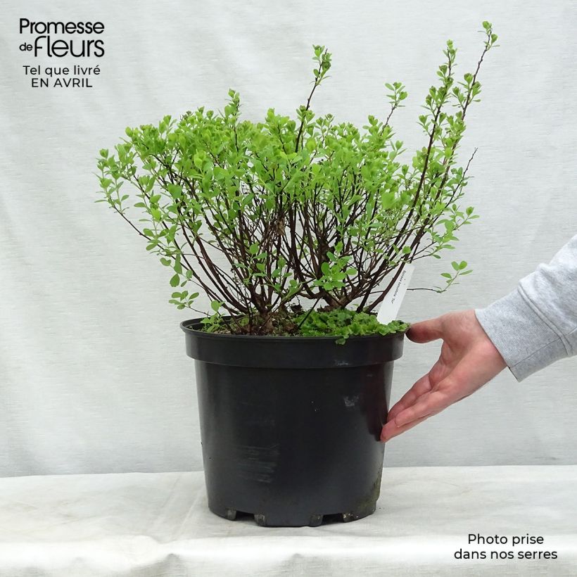 Example of Spirea betulifolia Tor Vaso da 7,5L/10L as you get in printemps