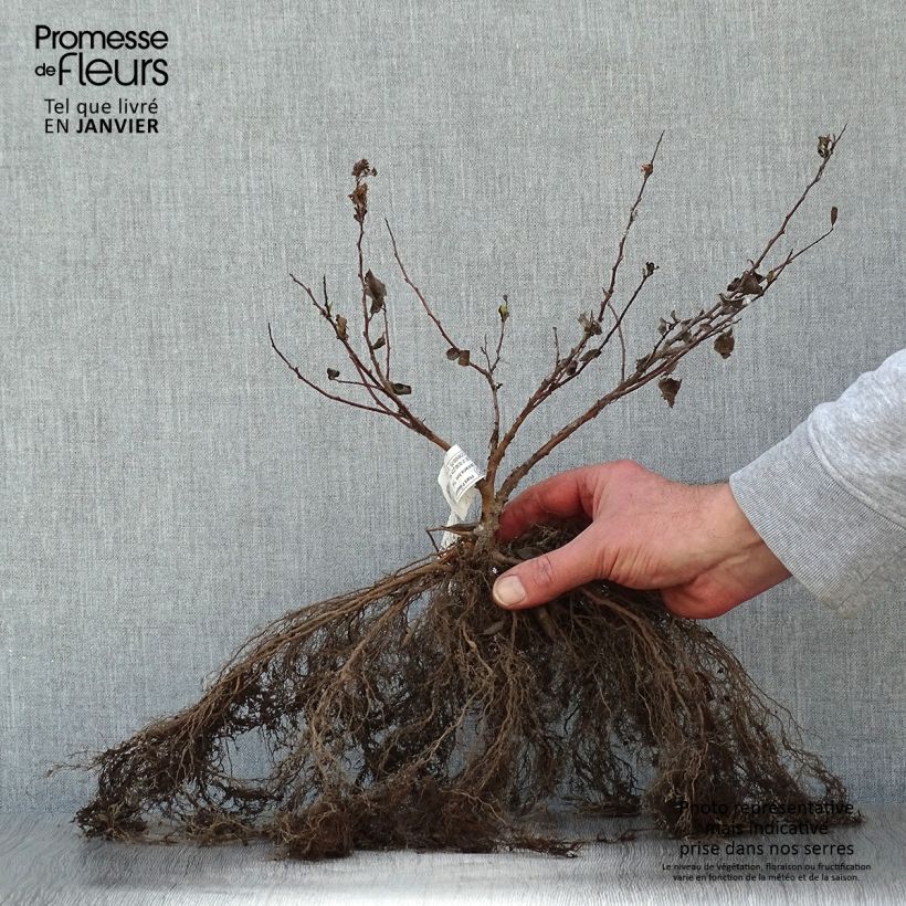 Example of Spirea betulifolia Tor Piante piccole a radice nuda as you get in hiver