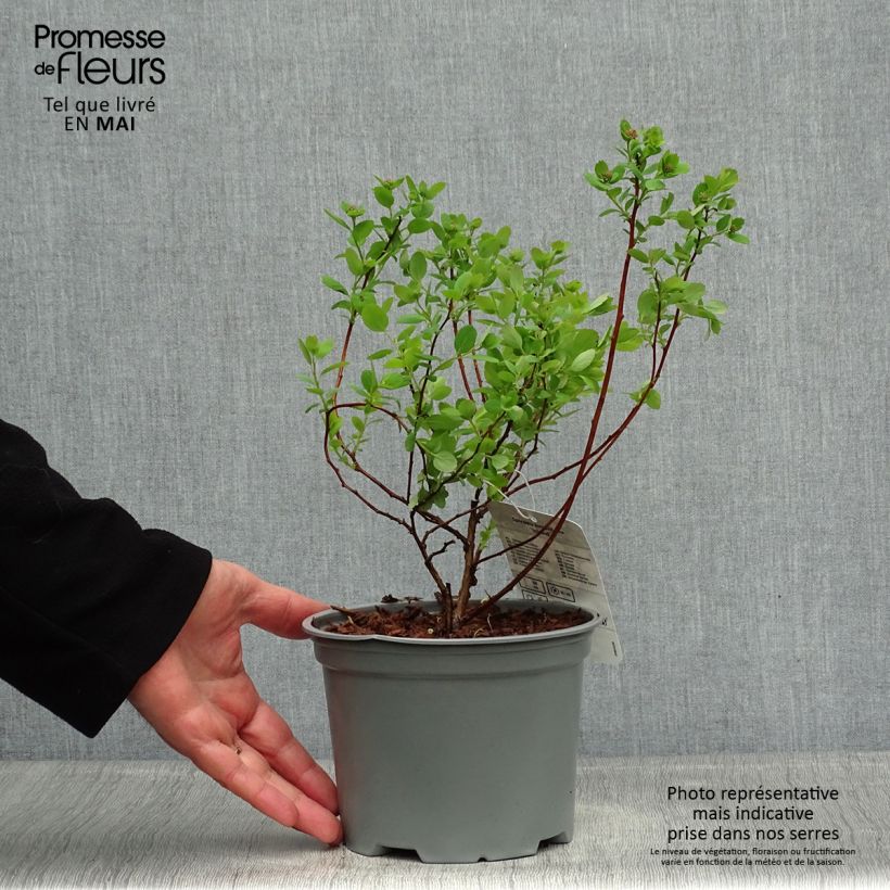 Spirea betulifolia Island Vaso da 2L/3L esemplare consegnato in primavera