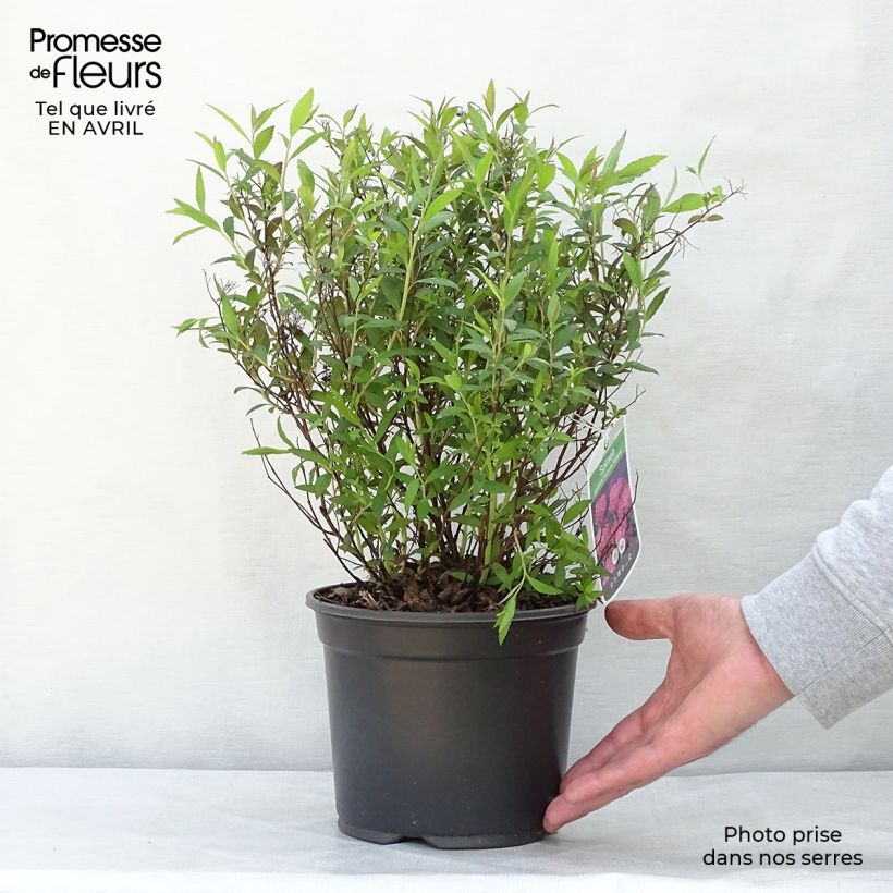Spirea japonica Anthony Waterer - Spirea del Giappone Vaso da 3L/4L esemplare consegnato in primavera