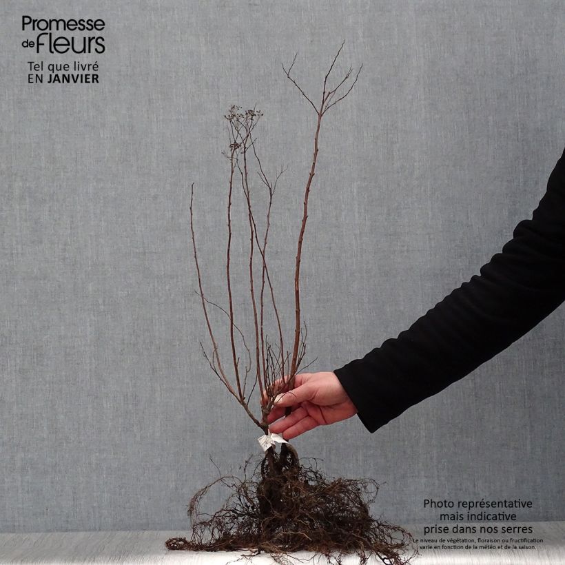 Spirea japonica Anthony Waterer - Spirea del Giappone Piante piccole a radice nuda esemplare consegnato in inverno