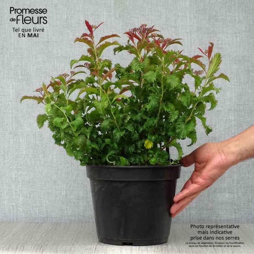 Spirea japonica Crispa - Spirea del Giappone Vaso da 3L/4L esemplare consegnato in primavera