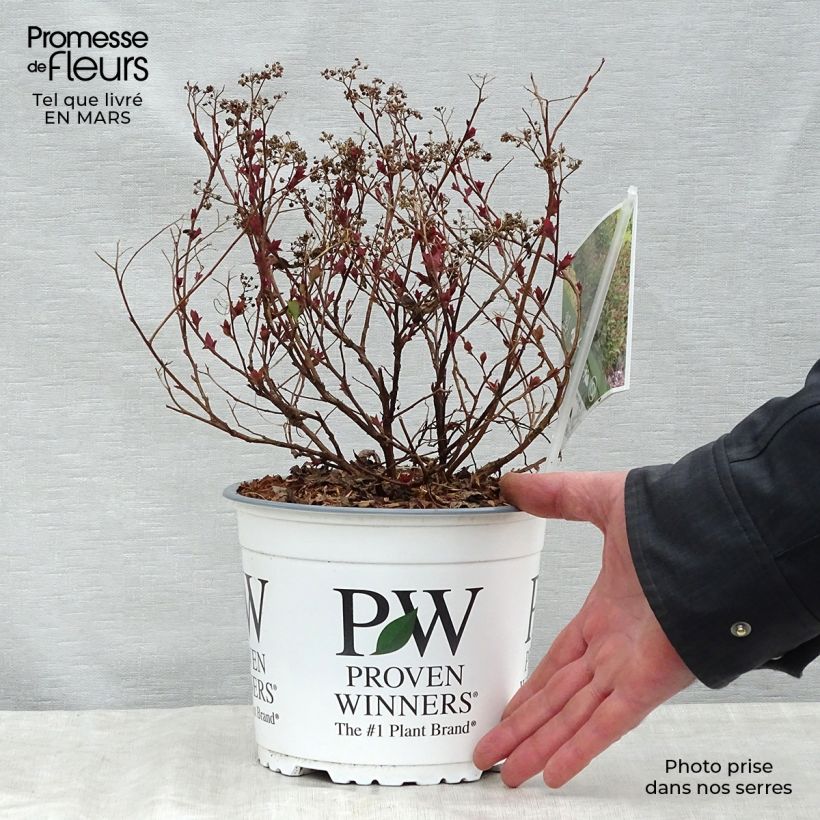Example of Spirea japonica Double Play Artist - Spirea del Giappone Vaso da 2L/3L as you get in printemps