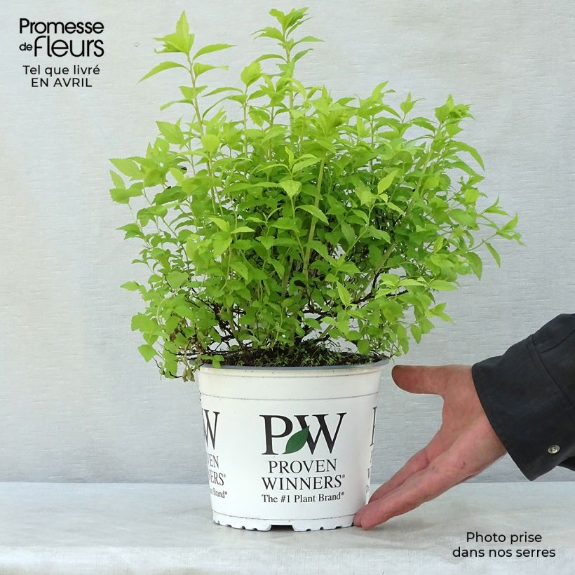 Example of Spirea japonica Double Play Gold - Spirea del Giappone Vaso da 2L/3L as you get in printemps