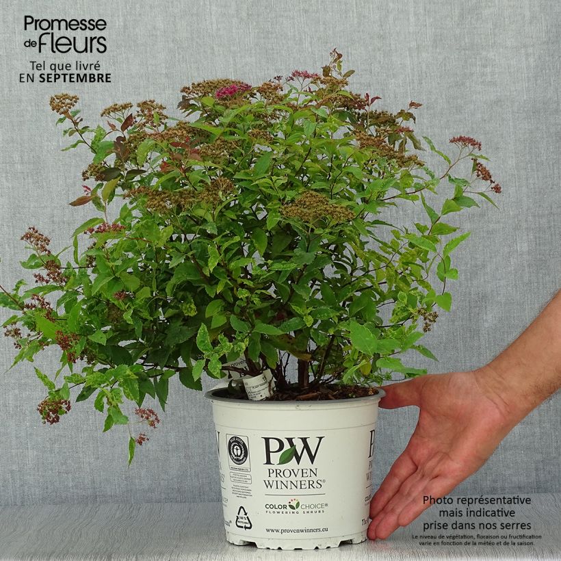 Esemplare di Spirea japonica Double Play Red - Spirea del Giappone Vaso da 2L/3L come consegnato in autunno