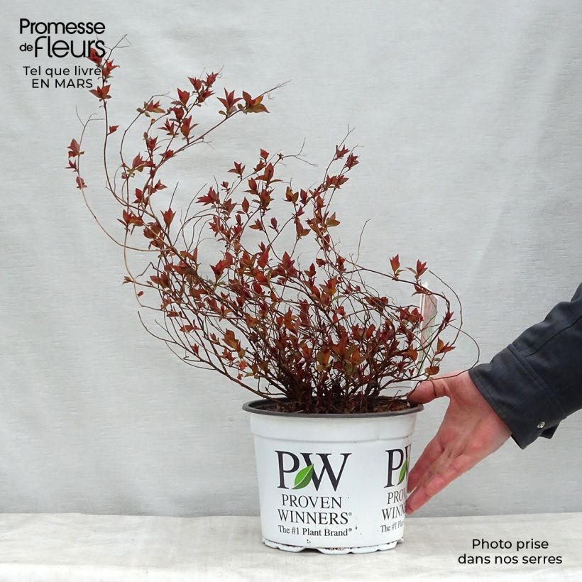 Spirea japonica Double Play Red - Spirea del Giappone Vaso da 2L/3L esemplare consegnato in primavera